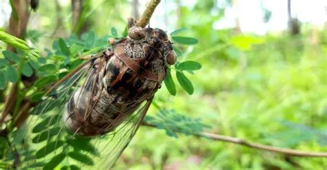 Brown cicada